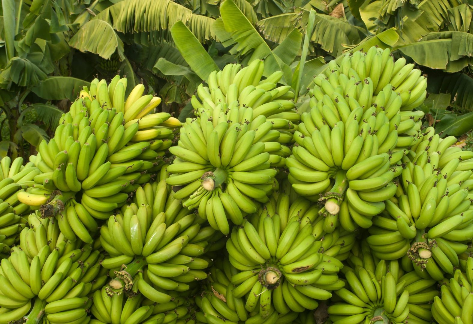 Bahia é o segundo maior produtor de banana do Brasil